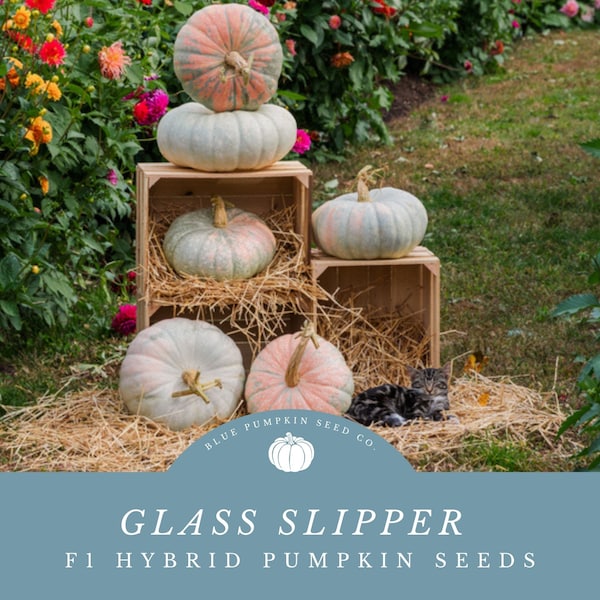 Glass Slipper F1 Pumpkin seeds: Marbled Stacker Pumpkins in varying shades of Salmon, Peach, Baby Blue, Gray, and Sea-Foam Green