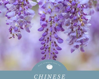 Chinese Pink Wisteria 6 Seeds (wisteria Sinensis)  Climbing Plant Starter  - Etsy Canada