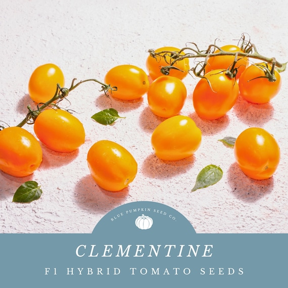 tomate cerise BIO - Provence Outillage