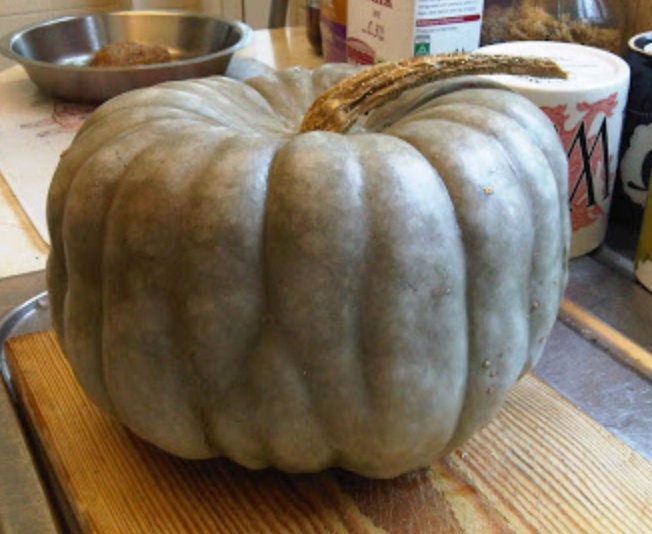 Blue Doll pumpkin seeds blue pumpkin Jarrahdale pumpkin Etsy