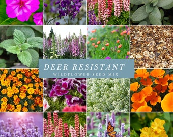 Deer-Resistant Wildflower Mix: Beautiful Blooms That Ward off Grazing