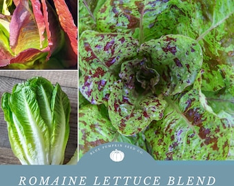 Romaine Seed Blend: Add Elegance to Your Culinary Creations Vibrant Purple And Green Romaine Lettuce