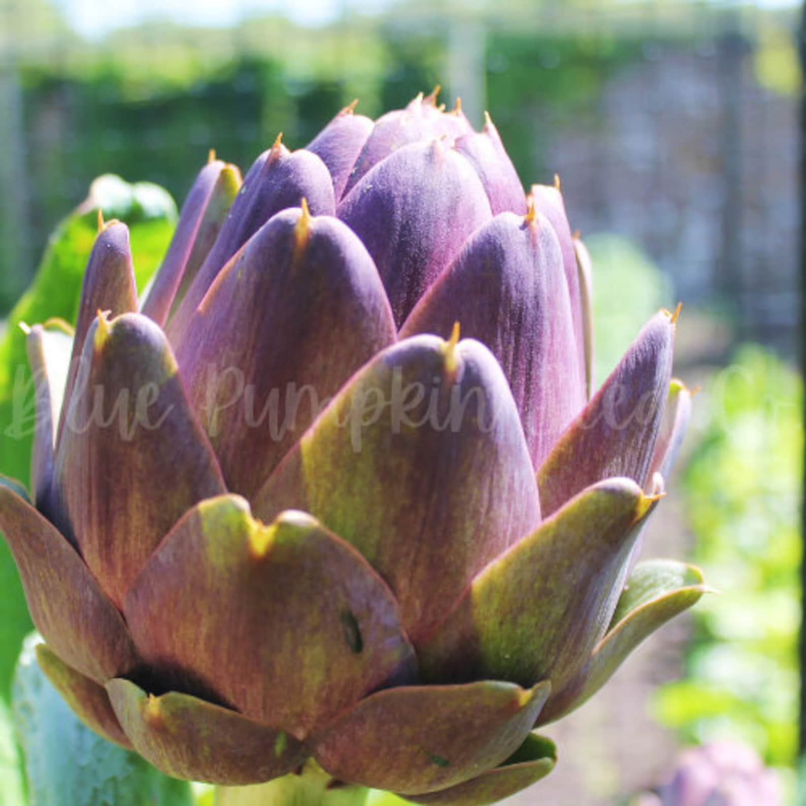 Violet Artichoke Seed Purple Artichoke Purple Italian Globe Etsy