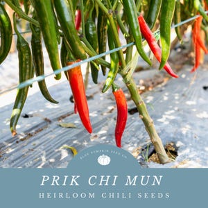 May include: Close-up of red and green chili peppers hanging from a plant. The peppers are growing in a field and are ready to be harvested. The text "PRIK CHI MUN HEIRLOOM CHILI SEEDS" is displayed on a blue background.