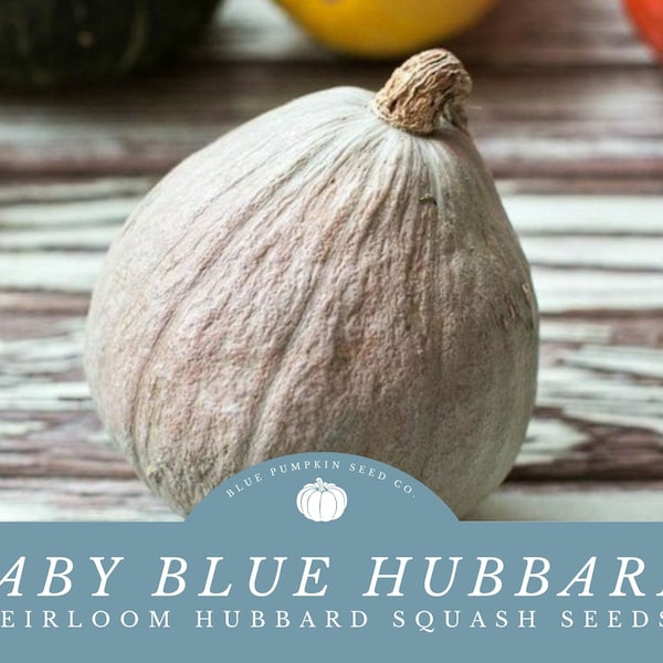 Baby Blue Hubbard Squash seeds: Grow your own Baby Blue Hubbard Squash - Petite, Flavorful, and Long-lasting - A Fall Delight!