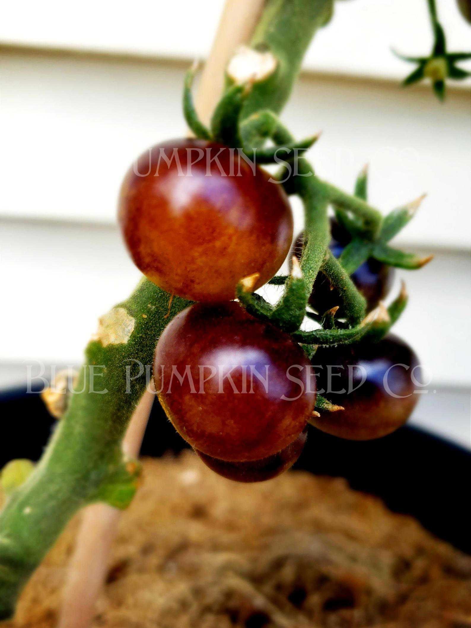 Blue Cream berries heirloom tomato seeds Home & Living Outdoor & Gardening