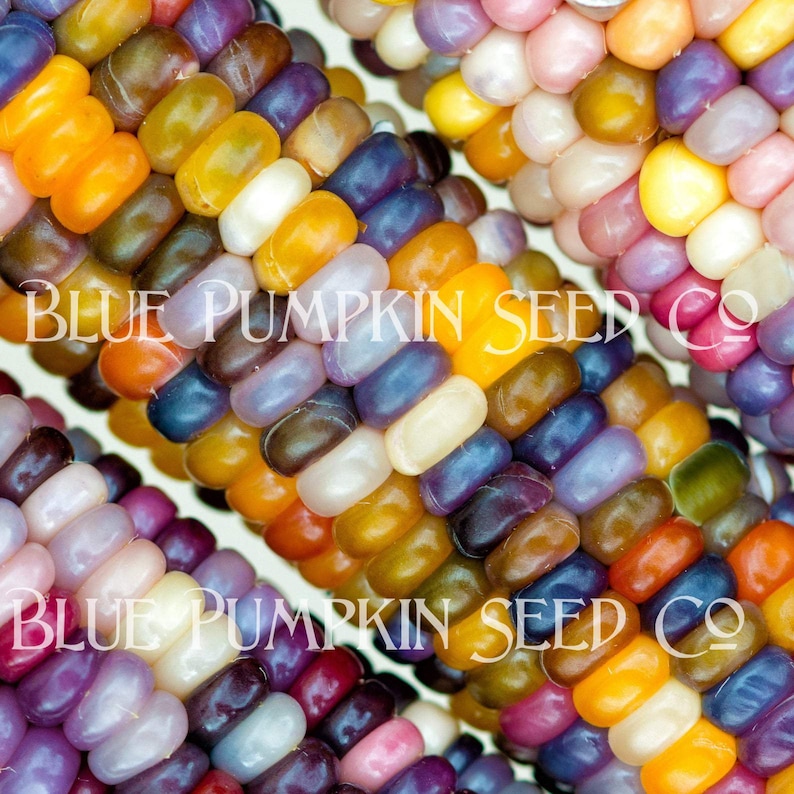 Three cobs of glass gem corn.