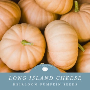 May include: Close-up of a pile of pale orange Long Island Cheese heirloom pumpkins. The pumpkins have a smooth, slightly bumpy texture. The text "LONG ISLAND CHEESE HEIRLOOM PUMPKIN SEEDS" is displayed on a blue background with a white logo of a pumpkin.