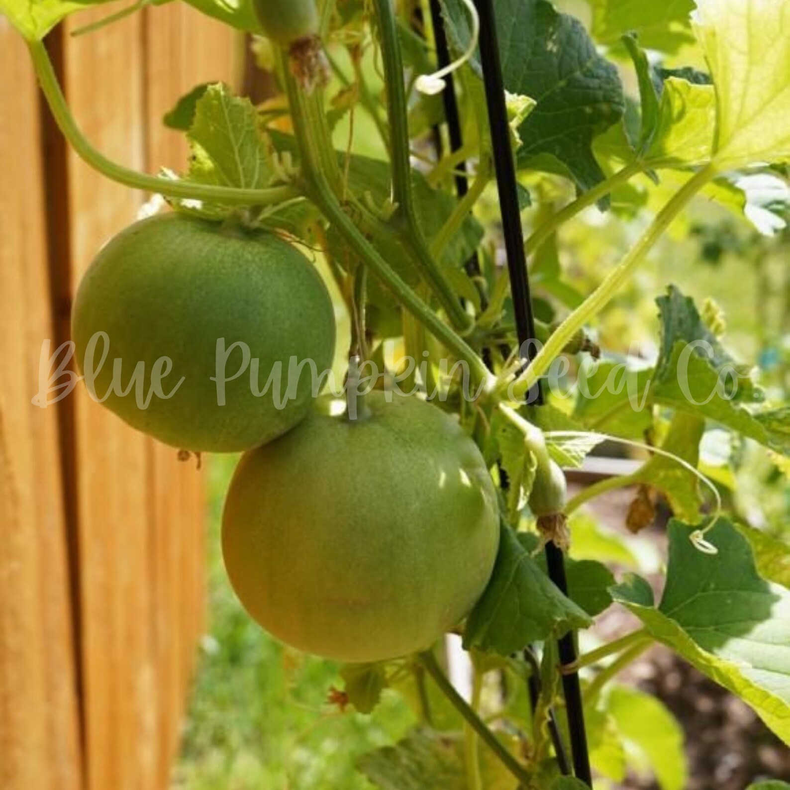 Sakata's Sweet Melon Seeds Japanese Heirloom Melon Asian Etsy