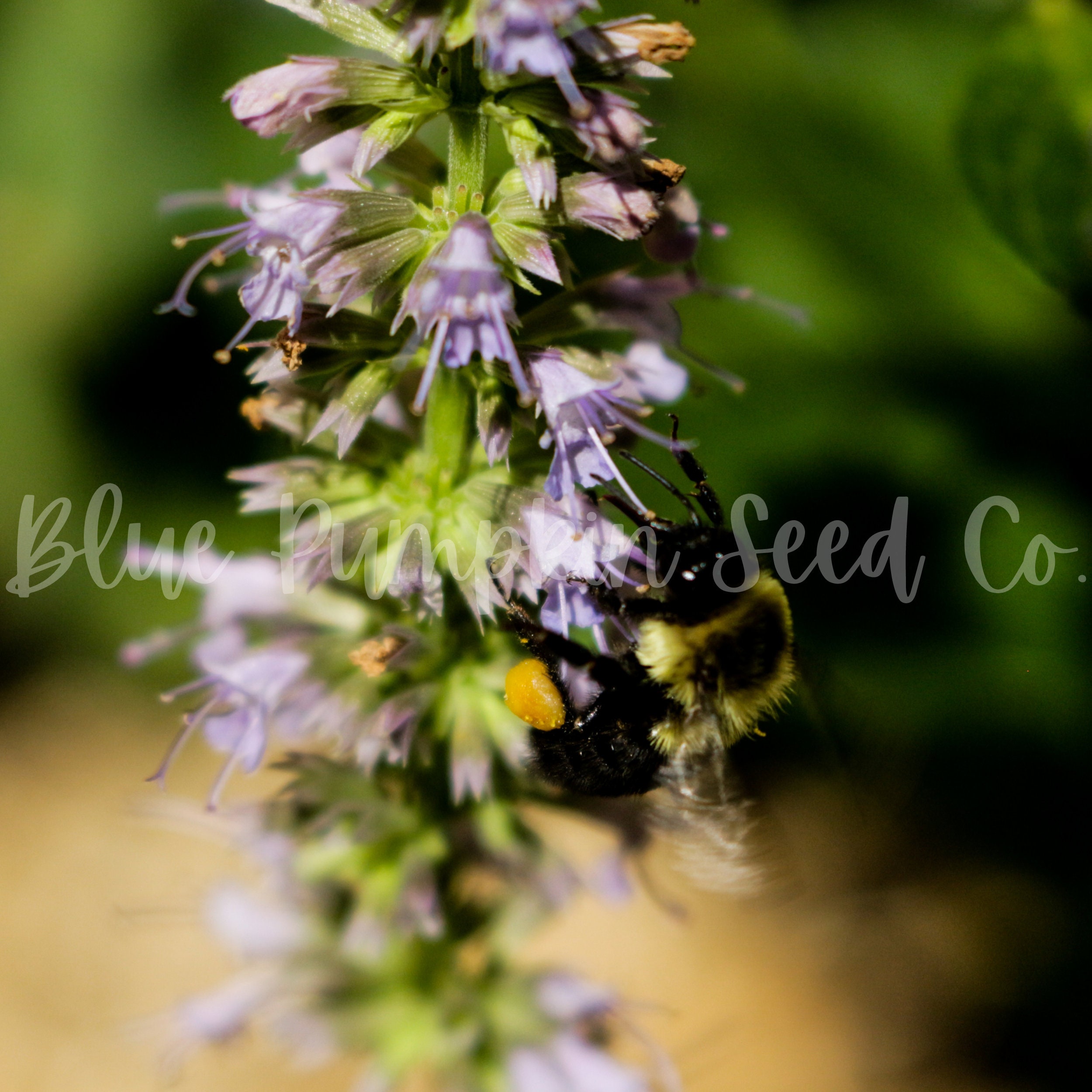 Licorice seed Licorice plant liquorice plant silver bush Etsy