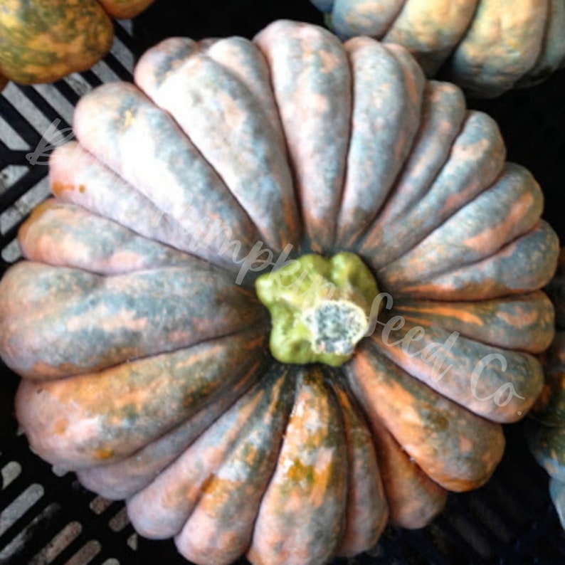A top view of the Chirimen pumpkin. A waxy bloom appears over its tan and green mottled skin as it matures.