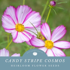 Candy Stripe Cosmos Seed Mix - Vibrant Petals in Pink, Fuchsia, and Purpleflowers