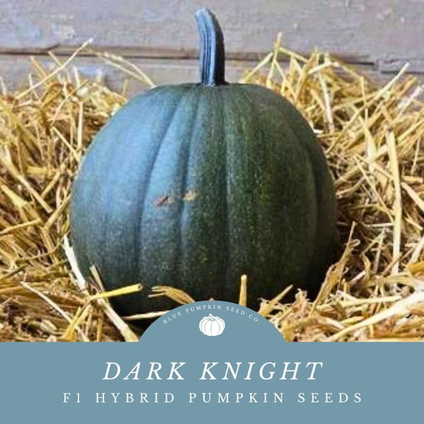 Dark Knight (F1) pumpkin seeds: Grow Black Pumpkins - Perfect For Halloween!