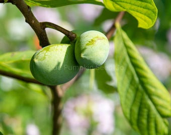 Common Paw Paw Fruit Tree Seeds: Grow Your Own Paw Paw Tree!  - Hardy In Zones 5-8