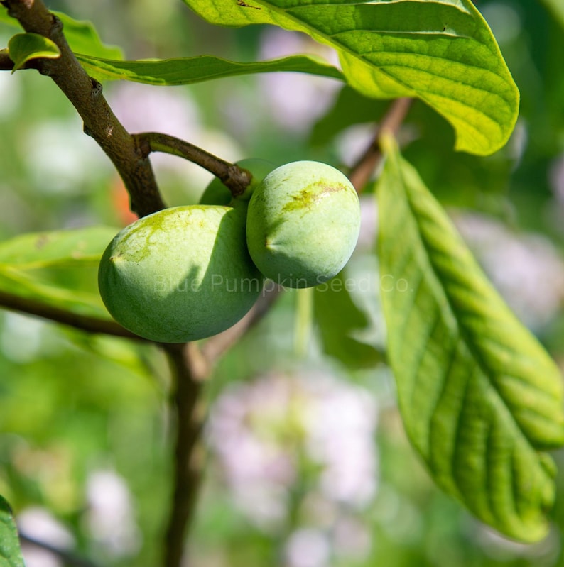 May include: Close-up of green pawpaw fruits hanging from a tree branch, with large green leaves in the background. The image has a soft focus, with the text "Blue Pumpkin Seed Co." visible.
