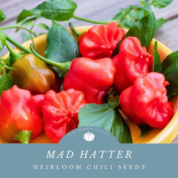 Mad Hatter Chili Pepper (F1/OP): Mild pepper, sweet pepper, hybrid pepper, bishop pepper, open pollinated chili seed, red chili, chili seeds