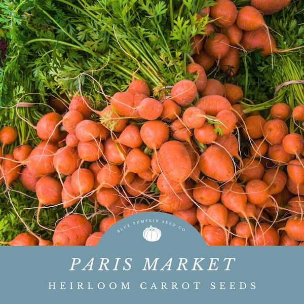 Paris Market Carrot (heirloom): Parisian Carrot, Ox Heart Carrot, Paris Ball, Tonda de Prigi, Rondo, round French, Parisian rondo, seeds