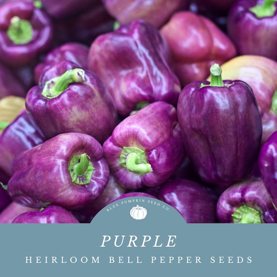 Purple beauty pepper online