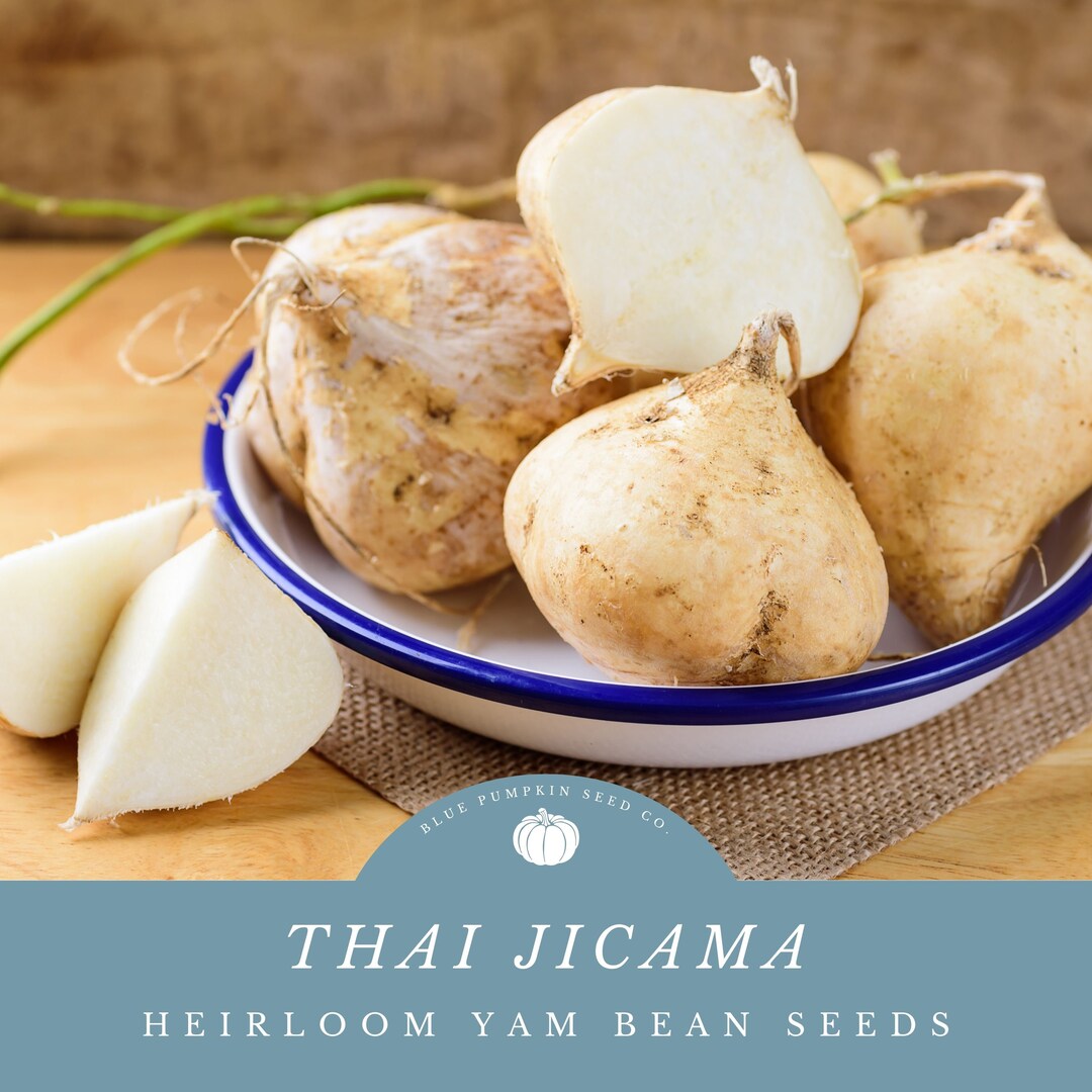 Thai Jicama Seeds Experience the Exotic Flavors of Thailand Grow Your