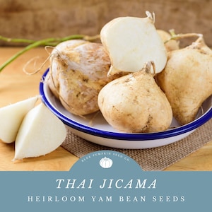 Thai Jicama Seeds - Experience the Exotic Flavors of Thailand - Grow Your Own Versatile and Crunchy Tuber!