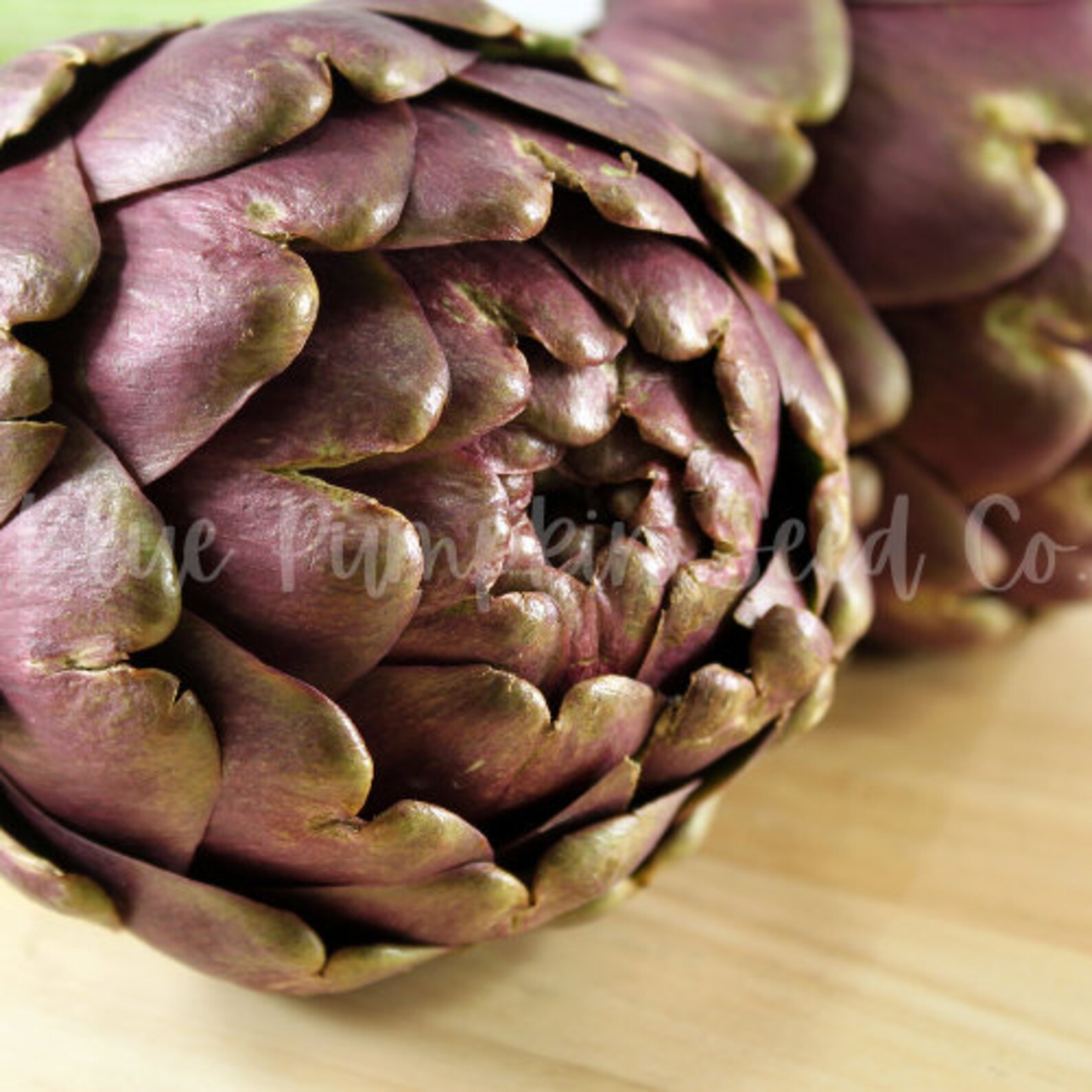 Violet Artichoke Seed Purple Artichoke Purple Italian Globe Etsy