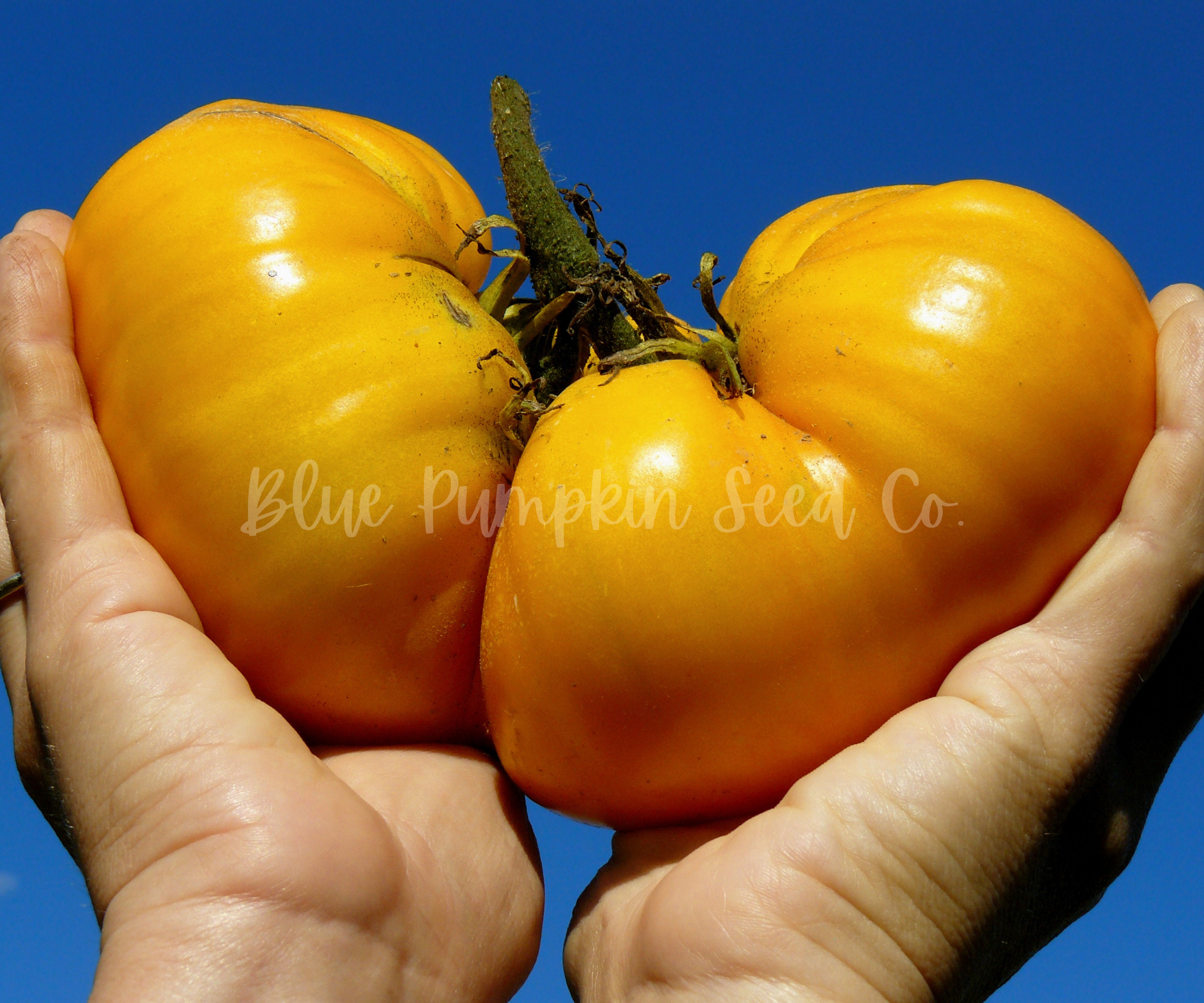 Dr Wyche s Yellow Heirloom Tomato Seeds Indeterminate Etsy