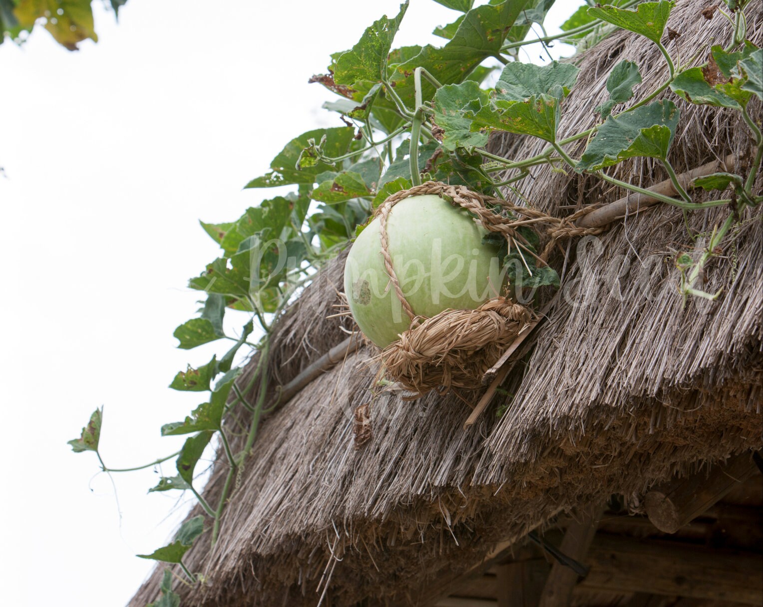 Bushel Basket Gourd Seeds lagenaria Siceraria/heirloom Etsy UK