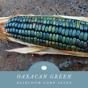 Oaxacan Green corn : Oaxacan green dent, green corn, maize verde, Poaceae, Mexican corn, Indian corn, rainbow corn, corn seeds, dent corn