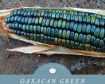 Oaxacan Green corn : Oaxacan green dent, green corn, maize verde, Poaceae, Mexican corn, Indian corn, rainbow corn, corn seeds, dent corn