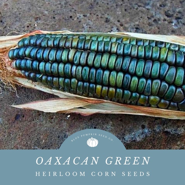 Oaxacan Green corn : Oaxacan green dent, green corn, maize verde, Poaceae, Mexican corn, Indian corn, rainbow corn, corn seeds, dent corn