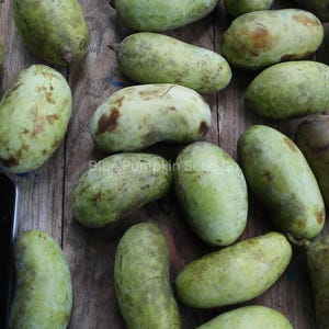 May include: Overhead shot of several green and brown pawpaw fruits on a wooden surface. The fruits are oblong with a slightly bumpy texture. The text "Blue Pumpkin Seed Co" is visible.