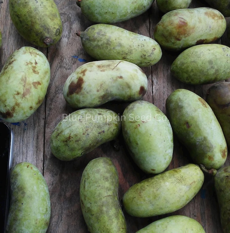 May include: Overhead shot of several green and brown pawpaw fruits on a wooden surface. The fruits are oblong with a slightly bumpy texture. The text "Blue Pumpkin Seed Co" is visible.
