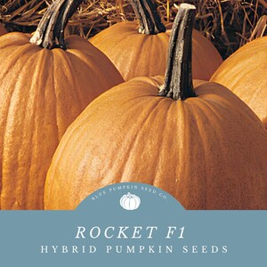 May include: Close-up of several large orange pumpkins with a blue label that reads "Blue Pumpkin Seed Co." and "Rocket F1 Hybrid Pumpkin Seeds".