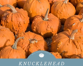 Knucklehead pumpkin (F1/c.pepo): bumpy pumpkin. Warty pumpkin, scary pumpkin, pumpkin seeds, hybrid pumpkin, Halloween pumpkin