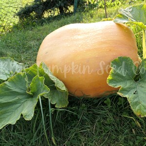 A Dill's Atlantic Giant pumpkin growing in a pumpkin patch.