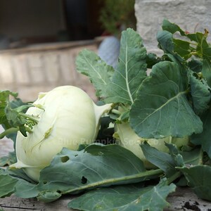 A large flat Superschmelz kohlrabi has been harvested and prepared for culinary use.