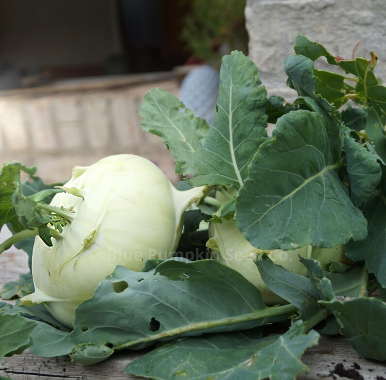 A large flat Superschmelz kohlrabi has been harvested and prepared for culinary use.
