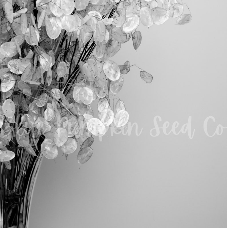 Money plant (Honesty plant, Silver Pennies, Moon Plant, Lunaria) in a vase.