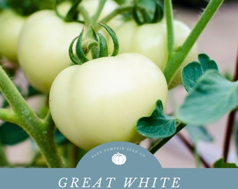 Organic Great White (heirloom) tomato seeds: white tomato, tomato seeds, crack resistant, drought tolerant, albino tomato, organic, tomato