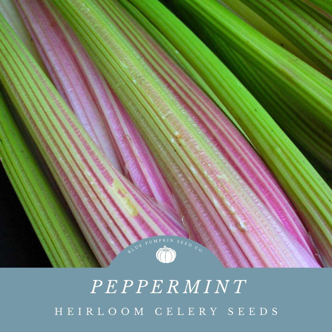 Peppermint Celery heirloom Seeds Candy Stripe Celery, Pink Celery