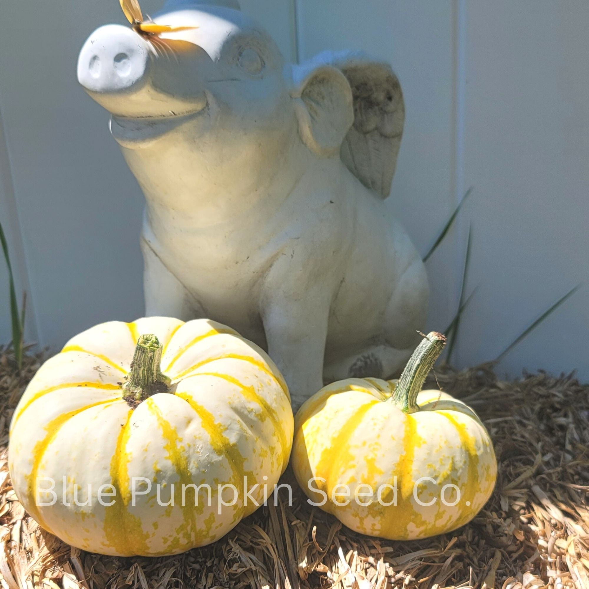 Lil' Pumpkemon Pumpkin f1/c.pepo Seeds Pokemon Etsy