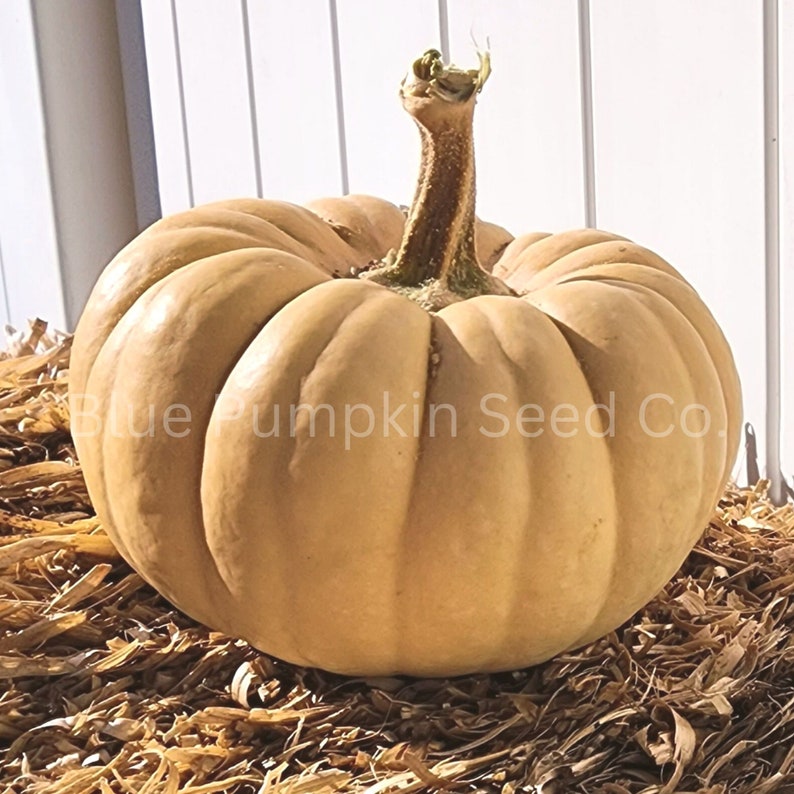 Blue Pumpkin Seed Co. Kikuza Pumpkin Seeds