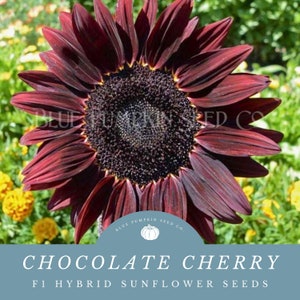 Chocolate Cherry Sunflower Seeds - Stunning Black Center and Brilliant Burgundy Petals