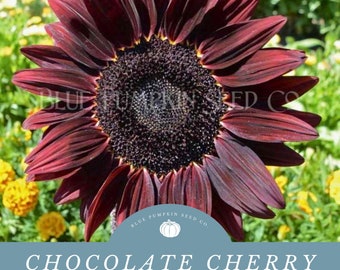 Chocolate Cherry Sunflower Seeds - Stunning Black Center and Brilliant Burgundy Petals