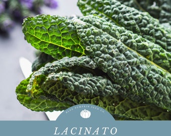 Lacinato Kale seeds: Tuscan kale, dinosaur kale, Italian kale, flat black kale, black kale, black tuscan palm, palm tree kale, heirloom