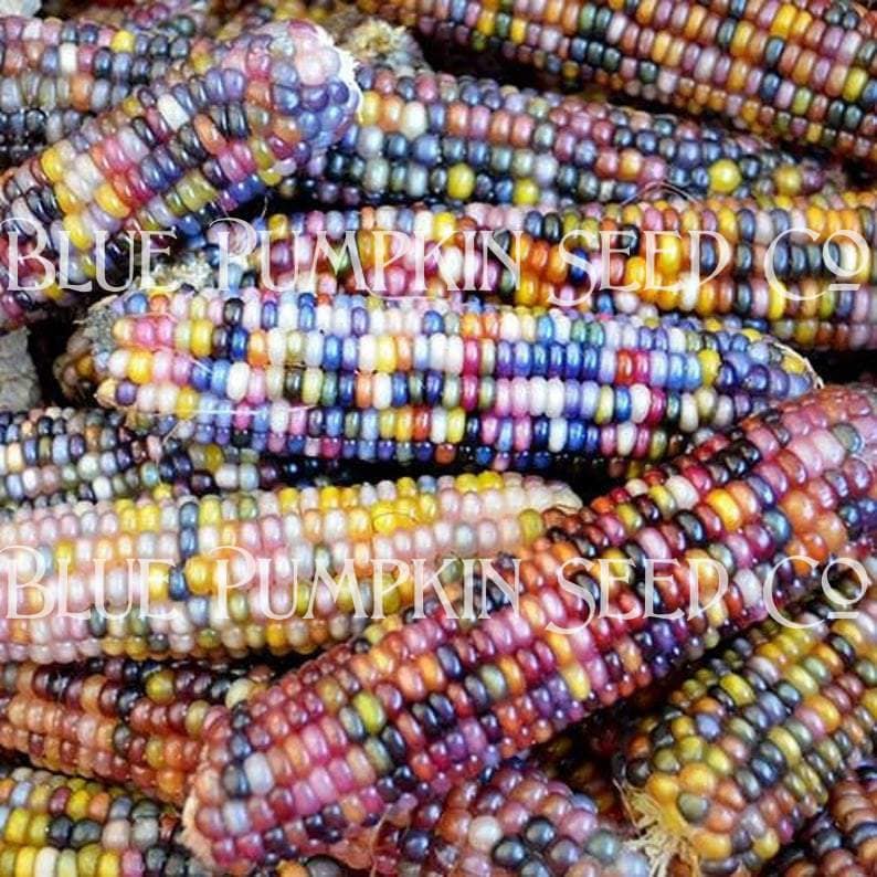 Glass Gem Corn Seeds organic Glass Corn Rainbow Corn Etsy