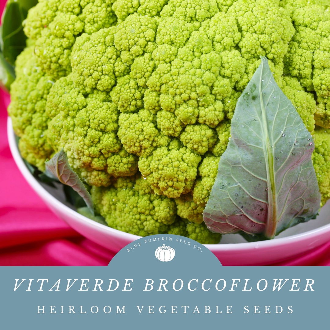 Vitaverde F1 Broccoflower Seeds: Broccoli and Cauliflower All in One ...