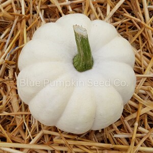 Top view of a Caspierita pumpkin.