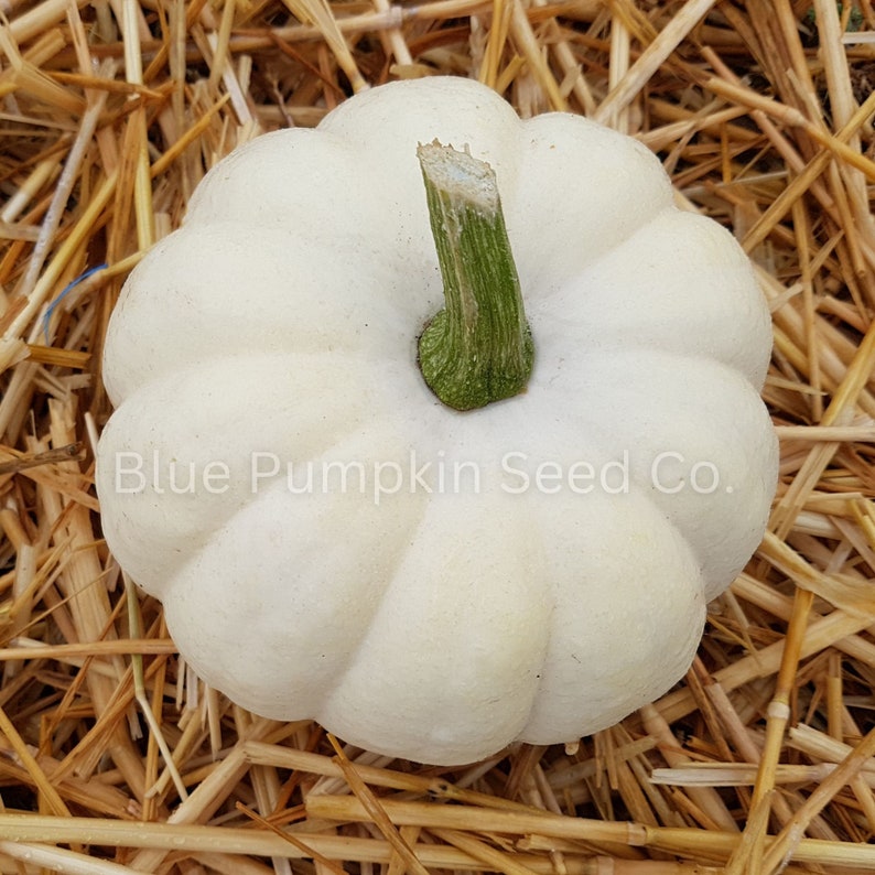 Top view of a Caspierita pumpkin.