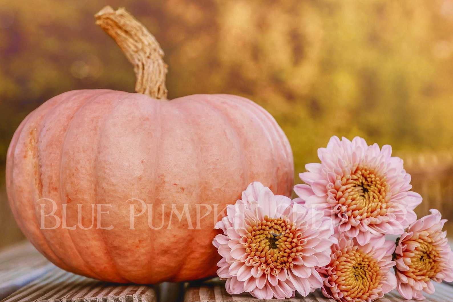 Porcelain Doll Pumpkin f1/c.spp./pm Seedspink Pumpkin Etsy